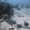 Picture taken during the dive