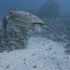 Picture taken during the dive