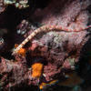 Picture taken during the dive