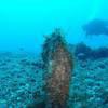 Picture taken during the dive