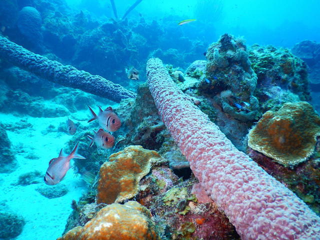 Go West Diving - Dive Center in Netherlands