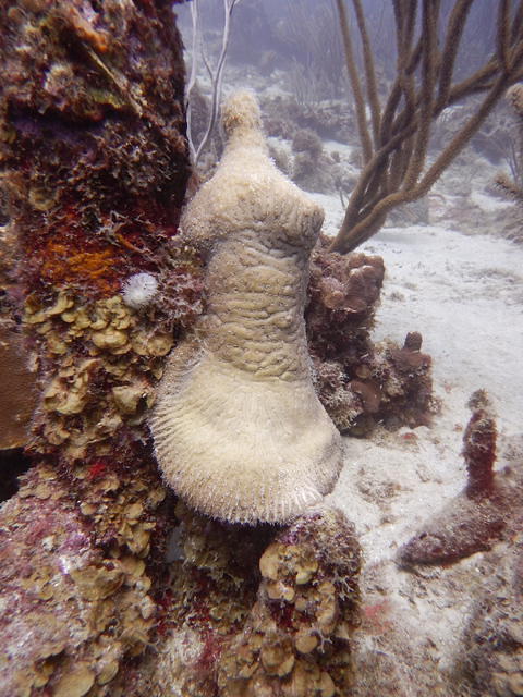 Atlantis Diving - Dive Center