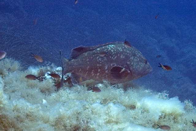 Mare Nostrum Diving Ustica - Dive Center in Italy