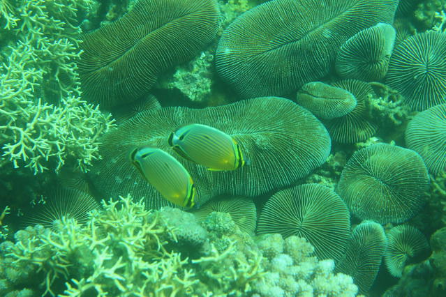 Vietnam Explorer - Dive Center in Viet Nam