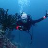 Picture taken during the dive