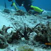 Picture taken during the dive