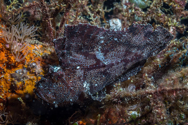Odyssea Divers - Dive Center