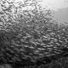 Picture taken during the dive