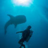 Picture taken during the dive