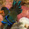 Picture taken during the dive