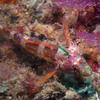 Picture taken during the dive