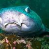Picture taken during the dive