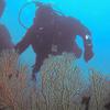Picture taken during the dive