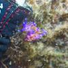 Picture taken during the dive