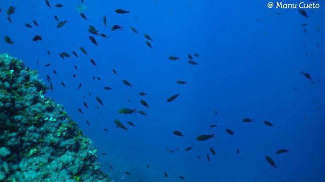 Diving in Spain, Comunidad Valenciana - By Manu-Mbesub