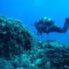Picture taken during the dive