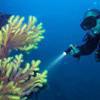 Picture taken during the dive