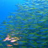 Picture taken during the dive