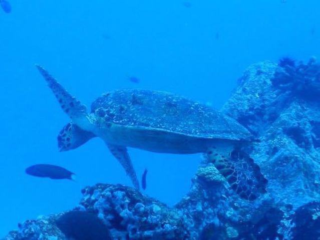 White Tip Divers - Dive Center in Seychelles