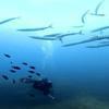 Picture taken during the dive