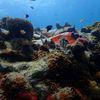 Picture taken during the dive