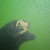 Picture taken during the dive