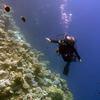Picture taken during the dive