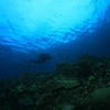 Picture taken during the dive