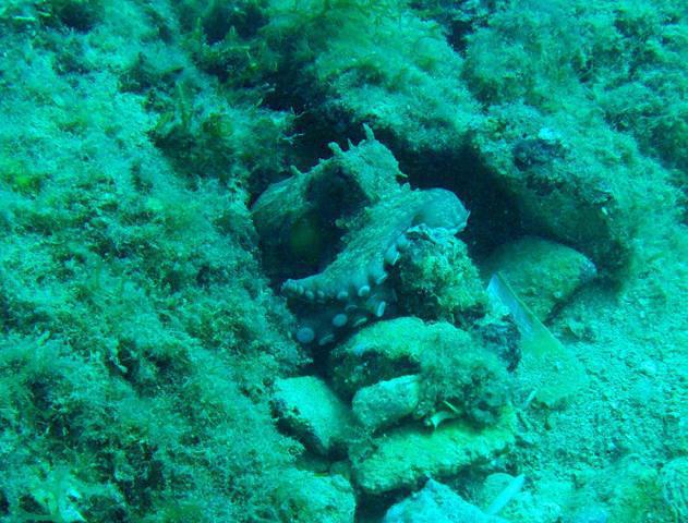 Dive Systems (ws), Ltd. - Dive Center in 马耳他