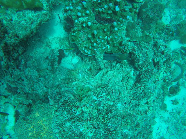 Scubafish - Dive Center