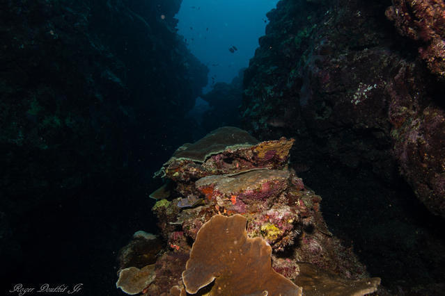 Tsunami Scuba - Dive Center
