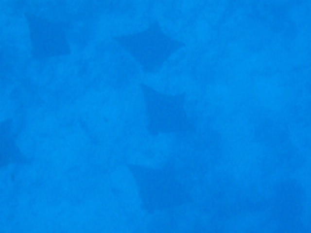 Maldives Passions PVT.LTD - Dive Center in Maldives