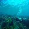 Picture taken during the dive