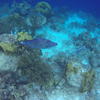 Picture taken during the dive