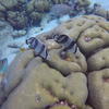 Picture taken during the dive