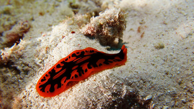 Diving in Thailand, Similan - By Matthieu Frobert