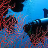 Picture taken during the dive
