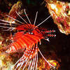 Picture taken during the dive
