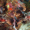 Picture taken during the dive
