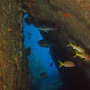 Picture taken during the dive