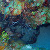 Picture taken during the dive