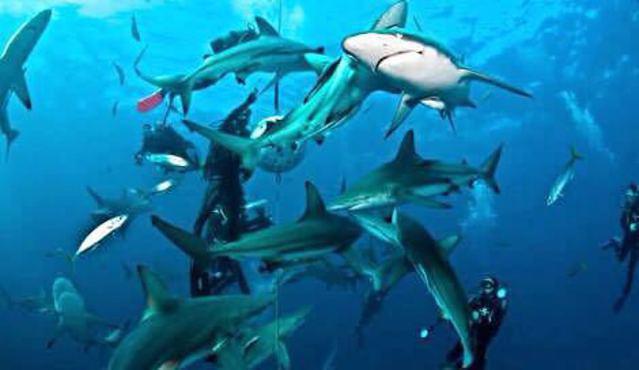 Aliwal Dive Centre - Dive Center in South Africa