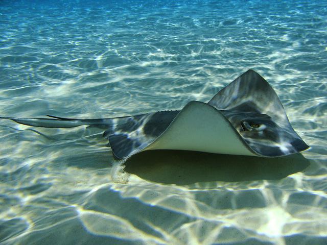 Seapro Divers Punta Cana - Dive Center in Dominican Republic