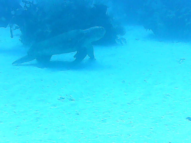Viva Diving - Dive Center