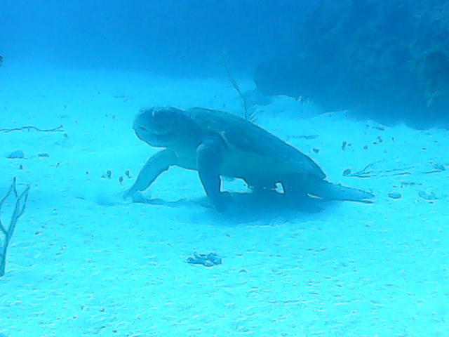 Viva Diving - Dive Center