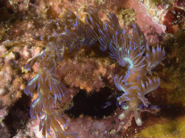 Ray's Dive Adventure - Dive Center in Malasia