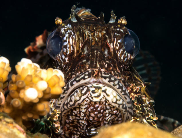 Rubiah Tirta Divers - Dive Center in Indonesia