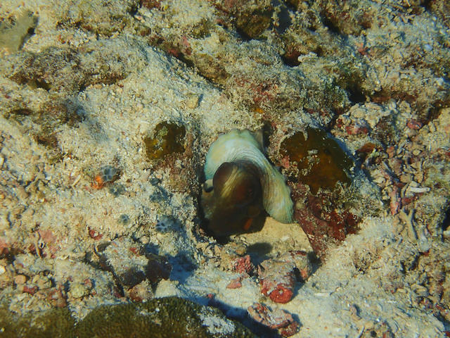 Wahoo Diving Center Co, Ltd. - Dive Center