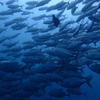 Picture taken during the dive