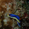 Picture taken during the dive